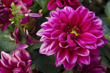 Strong bright pink flowers forming a triangle composition
