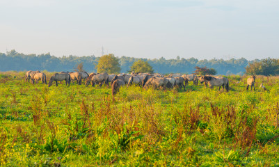 Herd of horses in a field at sunrise in summer © Naj