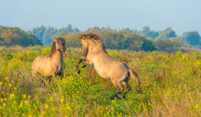 Herd of horses in a field at sunrise in summer © Naj