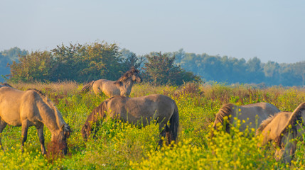 Herd of horses in a field at sunrise in summer © Naj