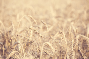 Fototapeta premium Photo of wheat field in summer afternoon