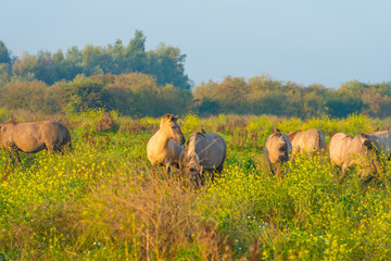 Herd of horses in a field at sunrise in summer © Naj