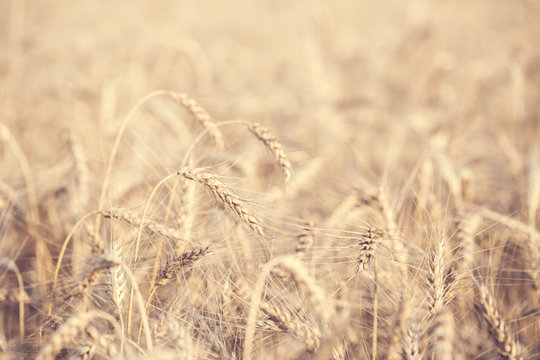 Photo of wheat field in summer afternoon