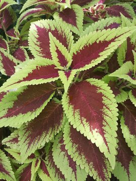 Coleus Plant