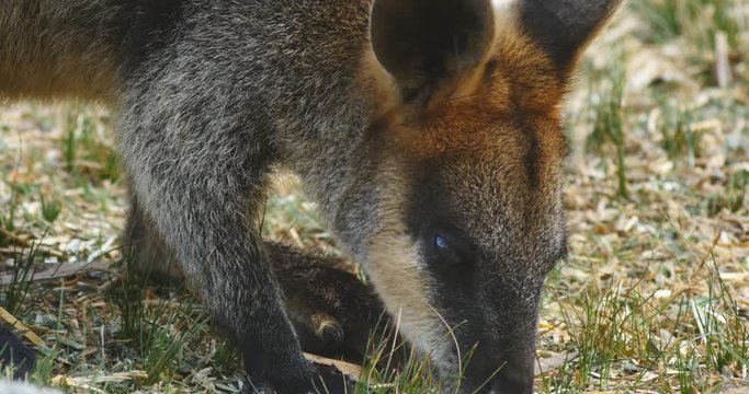 Swamp wallaby macropod marsupial of eastern Australia