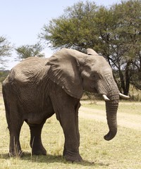 Fototapeta na wymiar Lone bull elephant
