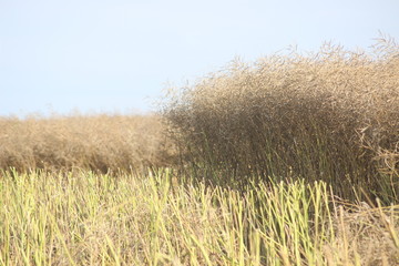 Obraz premium Rapsernte