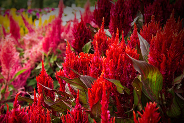 Strong image of delicate red flowers forming a diagonal composition.