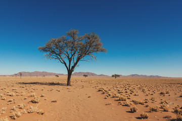 Namibia desert, Veld, Namib 