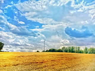 Goldfarbenes Getreidefeld