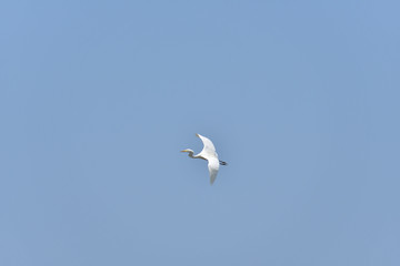 Fototapeta na wymiar White egret in Japan