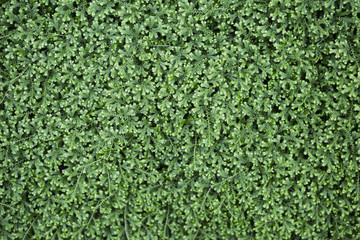 Nature concept background of closeup green fern garden, spike fern