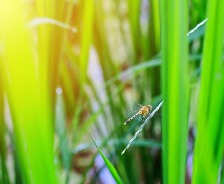 Western Pondhawk Dragonfly Perched On rice Leaf