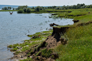 sandy cliffs near the river,natural habitat of sand-martin-flight of flock