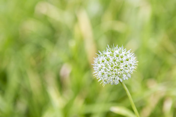 Spring onion flower over blurred green garden background, natural concept