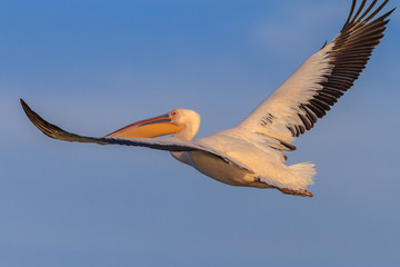 Obraz premium white pelican (pelecanus onocrotalus)