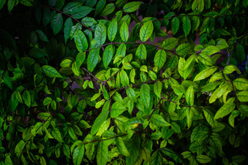 Tropical green leaves texture background. Green leaf background concept, Low key shot photo.