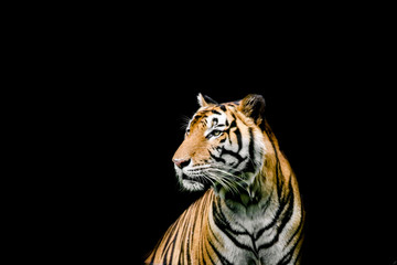 Bengal tiger sitting in the pond, Bengal tiger swimming in the pond