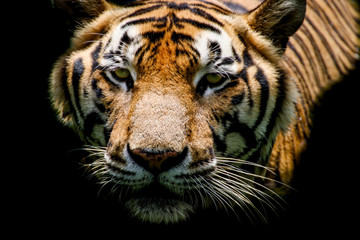 Tiger swimming show head and faces