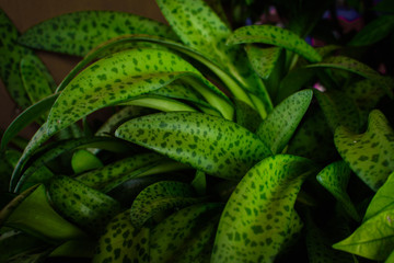 Tropical green leaves texture background. Green leaf background concept, Low key shot photo.