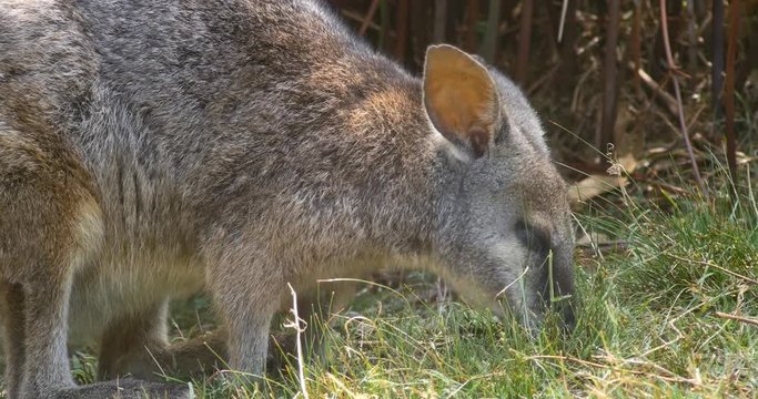 Red-necked wallaby, Bennett's wallaby macropod marsupial of Australia