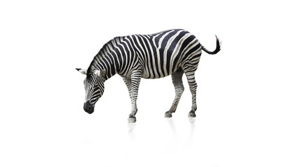 Portrait of Zebra isolated on white background(clipping path)