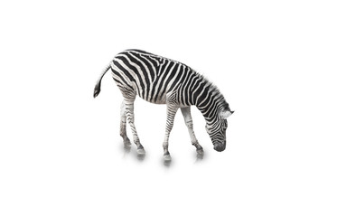 Fototapeta na wymiar Portrait of Zebra isolated on white background(clipping path)
