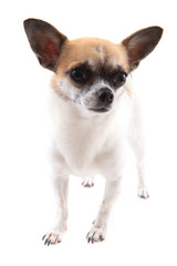 Obraz premium small chihuahua isolated