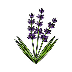 beautiful flower symbol icon vector illustration graphic design