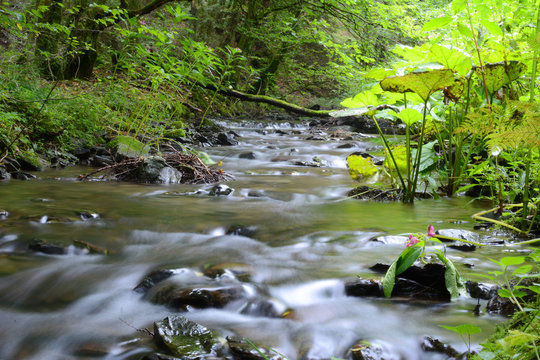 Small stream in mixed forest.