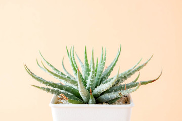 succulents or cactus in concrete pots over orange background on the shelf