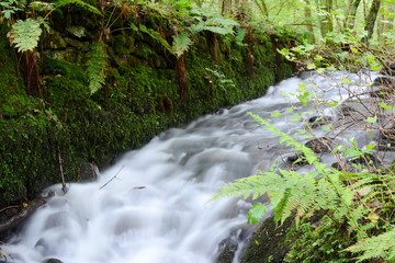 Small stream in mixed forest.