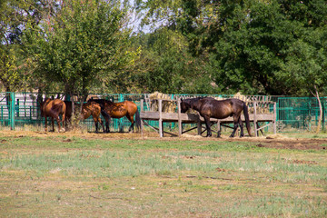 Plakat Horses in a paddock on farmyard