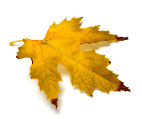 Orange autumn maple leaf on white