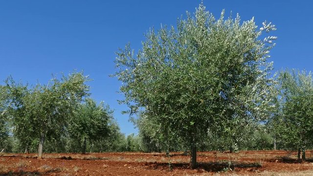 Olive trees and red soil