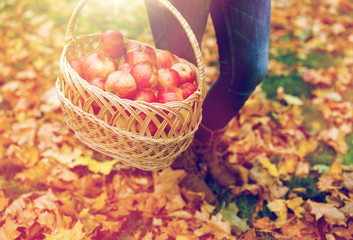 woman with basket of apples at autumn garden