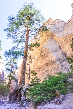 A massive Pine Tree in the canyons of Kasha-Katuwe Tent Rocks National Monument near Cochiti Pueblo, New Mexico