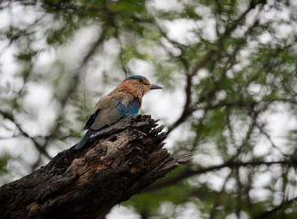 Indian roller perched on tree