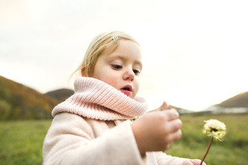 Cute little girl with dandelion, autumn nature.
