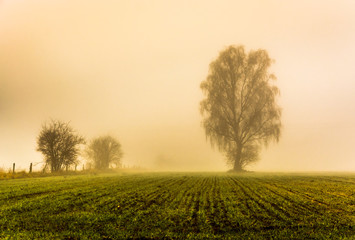 Fototapeta na wymiar Foggy morning in autumn lone tree in field