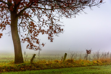 Early autumn morning in the field with a fence