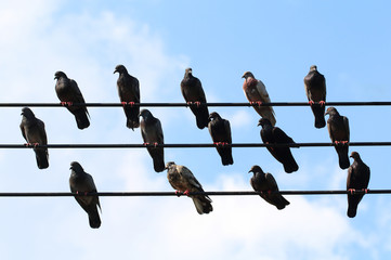 Flock of pigeons on electronic wires.