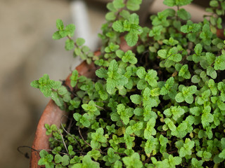 COLOR PHOTO OF MENTHA ARVENSIS CORN MINT, FIELD MINT OF WILD MINT