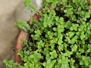 COLOR PHOTO OF MENTHA ARVENSIS CORN MINT, FIELD MINT OF WILD MINT