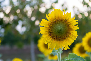 Fototapeta premium Sunflower in garden