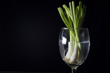 spring onion in glass still life style © maewshooter
