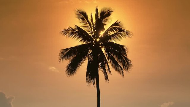Palm tree at sunset. The sun hides behind a lonely palm tree in the yellow evening sky.