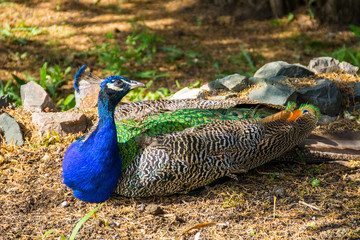Fototapeta premium Indian peafowl or blue peafowl (Pavo cristatus)
