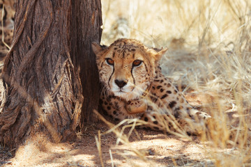 Cheetah in nature