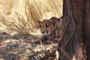 Cheetah in Nature